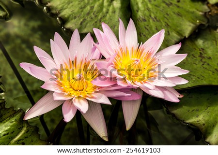 Floating flowers among green leaves