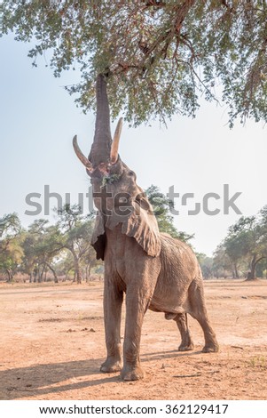 African Elephant (Loxodonta), in Mana Pools, Zimbabwe, eating branches from a tree, caught by the rays of the rising sun.