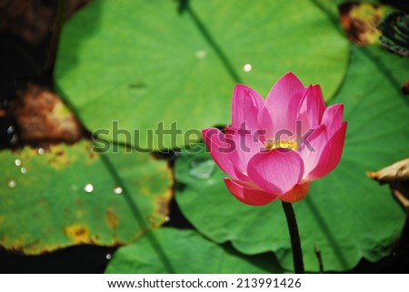 lotus open under sun shine