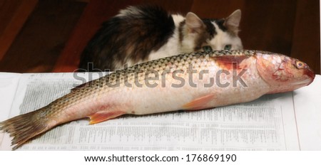 sea fish and cat