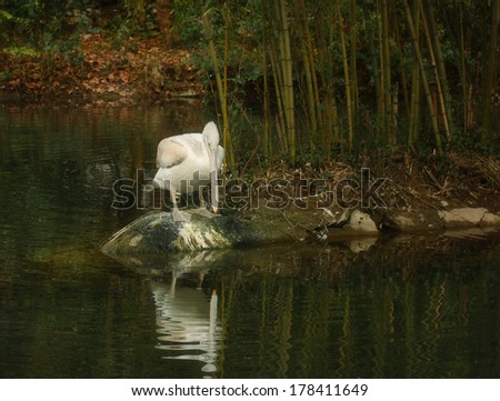 Pelican in the bamboo thickets