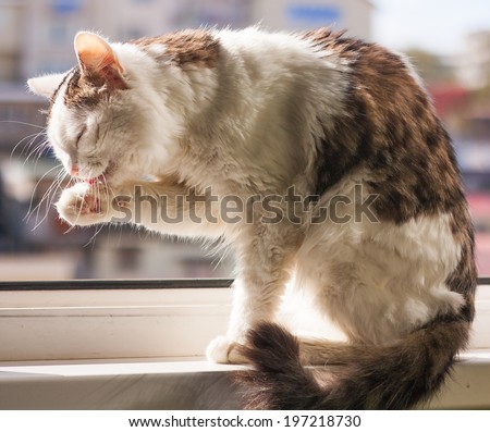 Cat with gray spots on the skin sitting on the window on a Sunny day and washes