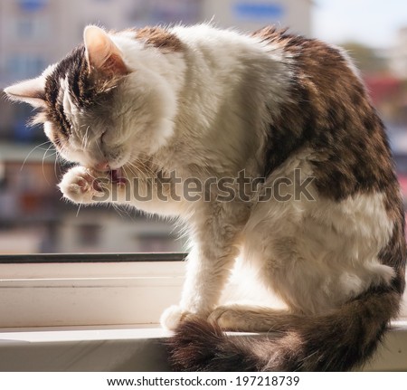 Cat with gray spots on the skin sitting on the window on a Sunny day and washes