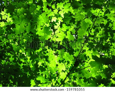 Sun shining through dense green maple leafs