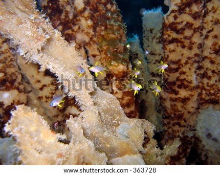 Yellow Damselfish hiding among some marine sponges