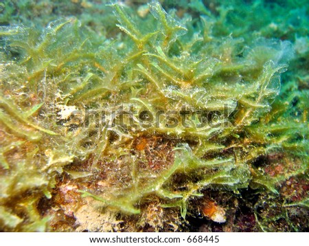 Another species of marine algae