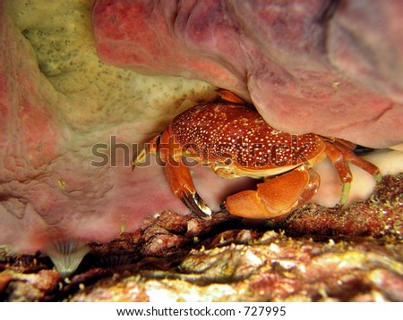 Round crab taking refuge among corals