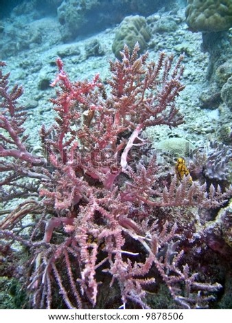soft coral species