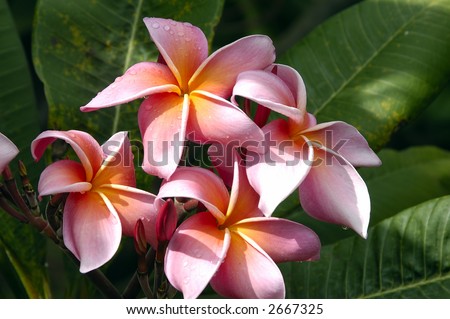 stock photo A red tropical hawaiian flower on a sunny day