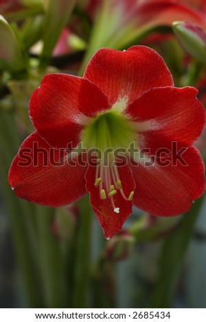 A Red flower isolated on a natural background