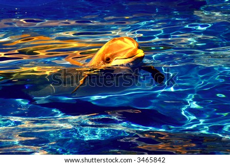 A dolphin popping her head out of water