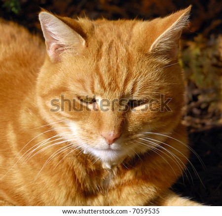 Closeup portrait of a male pet cat on a sunny autumn day