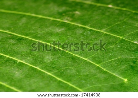 Extreme close up of a green leaf macro