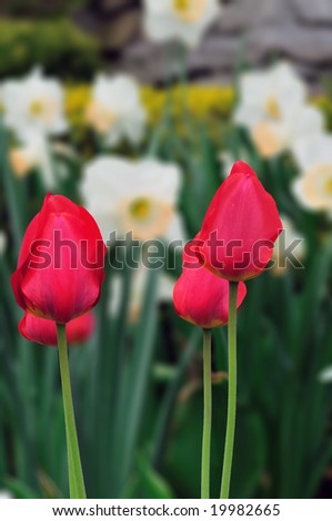 Bright red tulip on a green natural back ground
