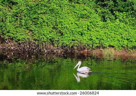 a beautiful pelican at a local wetland park