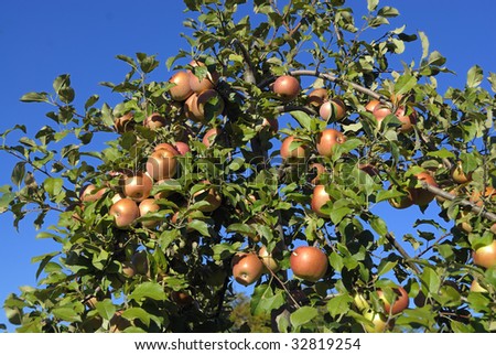 Freshly grown apples on the tree at a local orchard