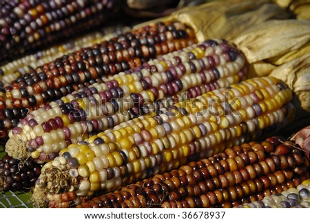 Close up shot of a freshly plucked  Indian corn
