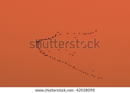 Tropical Birds Flying on Birds Flying High During A Tropical Sunset Stock Photo 42038098