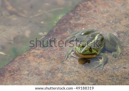 green frog in water, looking at the viewer