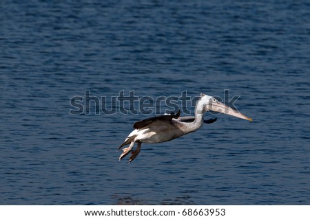 Spot billed pelicans looking active early morning