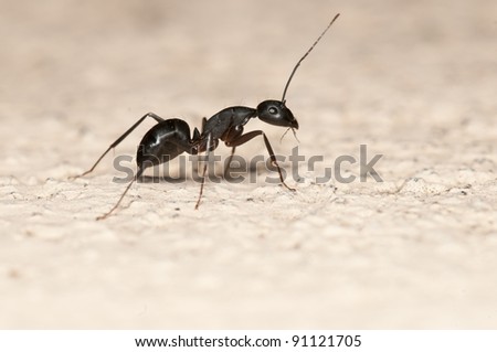 Carpenter ant isolated on white background. This ant is a major pest on houses