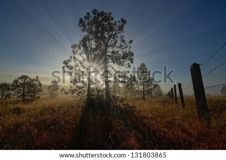 A unique wide angle photo of a few pine trees with the sun directly behind them, casting brilliant rays.
