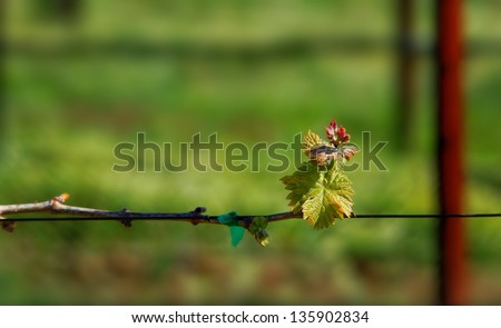 New growth at the tip of a grape vine in a mountain top vineyard in California. The photo shows how the wine makers managed the grape vines by neatly tying them onto wires suspended on rows of poles.