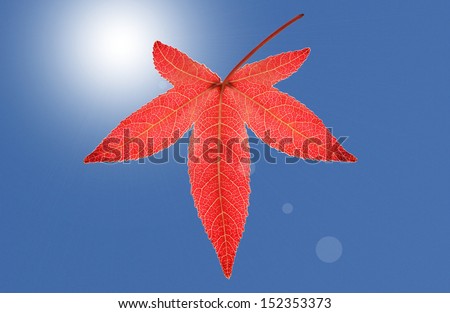 Red autumn leaf with blue background, a closeup view of a single maple leaf against the bright sun and sky, the backlit condition reveals great details and fine patterns of the maple leaf