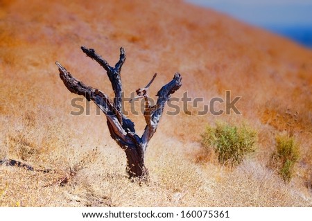 Dead Tree and Dry Grass at Hillside, a California Landscape in the Silicon Valley