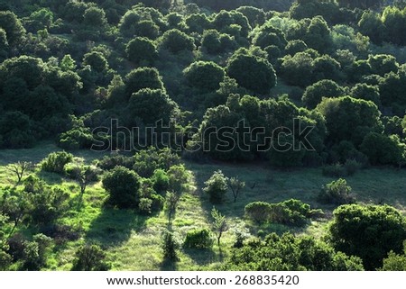 Aerial View Of Hillside Wild Land in a Northern California Nature Preserve - The setting sun painted the round shaped trees with amazing beautiful lighted edges in this green landscape.