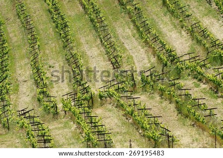 Rows of Grapevines in the Vineyard of a Rural Northern California Mountain Winery - forming nearly perfect geometric lines over the rolling hills, bent only by the curved surfaces of mountainside