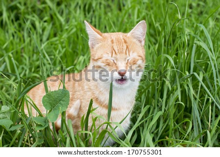Gesture of cat mouth opening after smelling  grass.