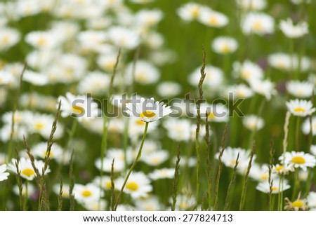 Field of chamomile, medicinal flower and plant.