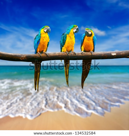 Tropical vacation concept - three parrots (Blue-and-Yellow Macaw (Ara ararauna) also known as the Blue-and-Gold Macaw ) on tropical beautiful beach and  sea