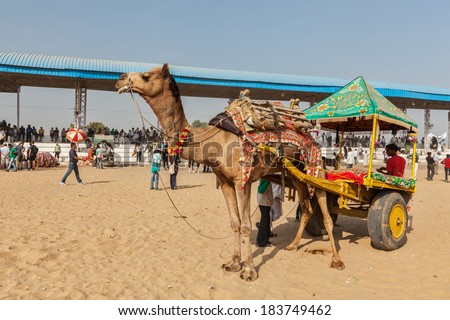 PUSHKAR, INDIA - NOVEMBER 22, 2012: Camel taxi for tourists at Pushkar camel fair (Pushkar Mela) - annual five-day camel and livestock fair, one of the world largest camel fairs and tourist attraction