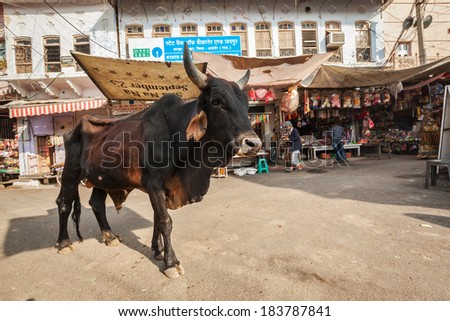 PUSHKAR, INDIA - NOVEMBER 20, 2012: Indian buffalo cow in the street of India. Cow is considered a sacred animal in India and can wander freely around streets