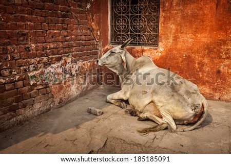 Indian cow in the street of India - cow is considered a sacred animal in India
