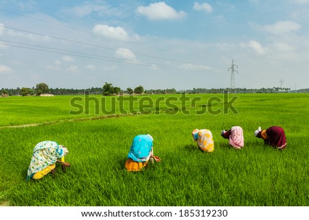 TAMIL NADU, INDIA - FEBRUARY 13, 2014: Unidentified Indian women harvests rice in the paddy field. Rice is the most widely consumed staple food for a large part of the world\'s human population