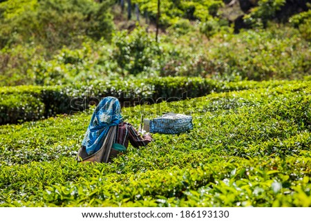Unidentified Indian woman harvests tea leaves at tea plantation at Munnar. Only the uppermost leaves are collected, and workers collect daily up to 30 kilos of tea leaves