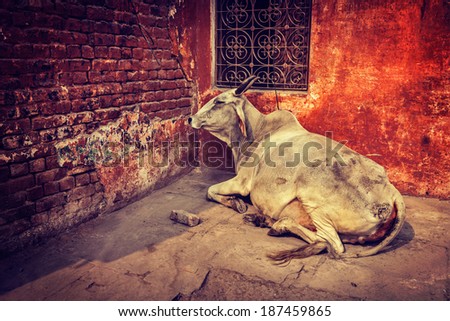 Vintage retro hipster style travel image of indian cow in the street of India - cow is considered a sacred animal in India