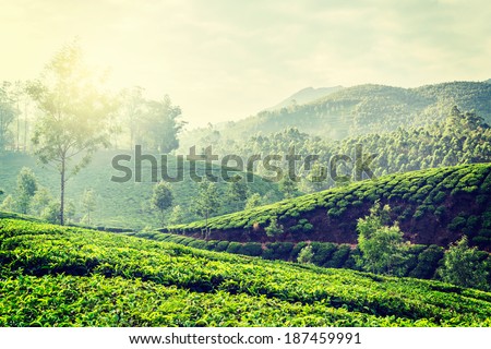 Vintage retro hipster style travel image of Kerala India travel background - green tea plantations in Munnar, Kerala, India in the morning on sunrise