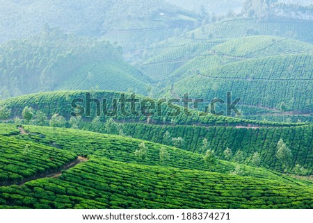 Kerala India travel background - green tea plantations in Munnar, Kerala, India in morning mist