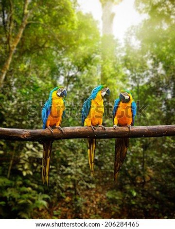 Exotic travel concept background - Blue-and-Yellow Macaw (Ara ararauna), also known as the Blue-and-Gold Macaw on branch in tropical forest