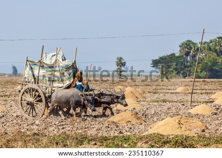 MYANMAR - JANUARY 6, 2014: Unidentified Burmese peasant working in the field with ox cart.  Agriculture in Burma is main industry, accounting for 60% of the GDP  employing some 65% of the labor force