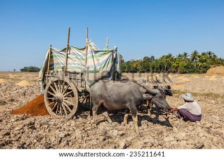 MYANMAR - JANUARY 6, 2014: Unidentified Burmese peasant working in the field with ox cart. Agriculture in Burma is the main industry accounting for 60% of the GDP and employing 65% of the labor force