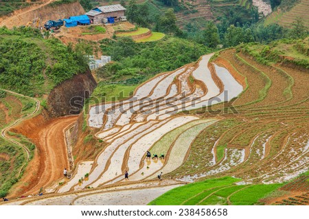 SAPA, VIETNAM - JUNE 10, 2011: Unidentified people working in rice field terraces (rice paddy) near Ta Van village. Vietnam is one of the top rice exporting countries in the world