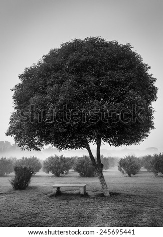 Loneliness solitude  sadness background - lonely tree and seating bench in morning mist fog. Black and white version
