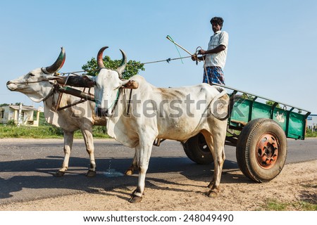 TAMIL NADU, INDIA - SEPTEMBER 12, 2009: Unidentified indian man on cart with yoke of oxen. Cartage is still a common means of transport in India especially in rural areas