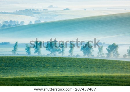 Moravian rolling landscape with row of trees in early morning haze. Moravia, Czech Republic