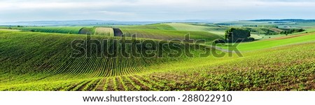 Panorama of Moravian rolling landscape with trees. Moravia, Czech Republic